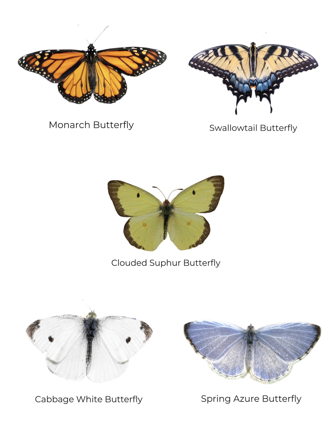Printable Butterfly Identification Activity for Kids